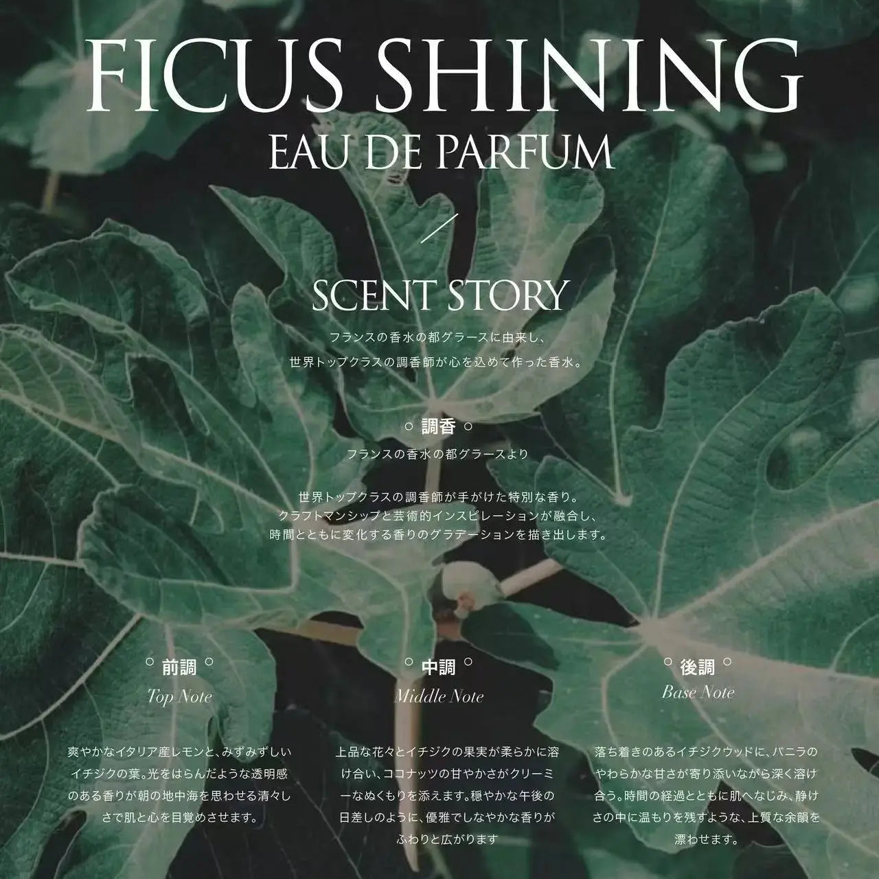 KEILANCE FICUS SHINING CANDLE Keilance