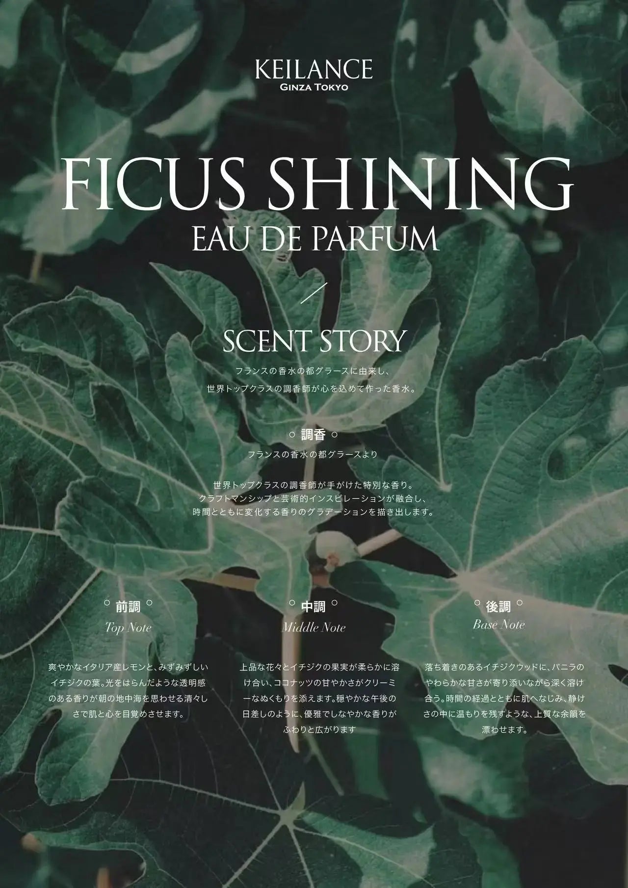 KEILANCE FICUS SHINING CANDLE Keilance