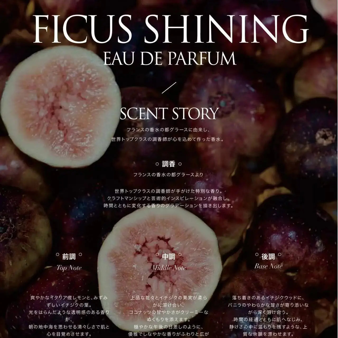 KEILANCE FICUS SHINING CANDLE Keilance